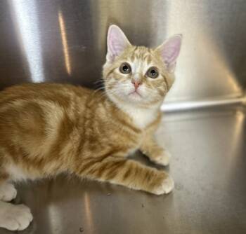 Rescue Domestic Short Hair Cats for Adoption in Sioux City, Iowa - Tango | PetCurious