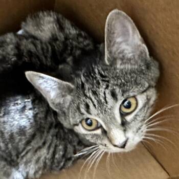 Domestic Short Hair Cats Available for Adoption - Benny | PetCurious