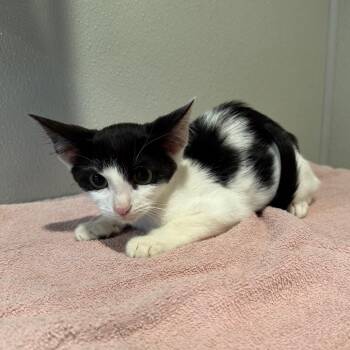 Riley* -  Domestic Short Hair Cat for Adoption in San Gabriel, California - Riley* | PetCurious