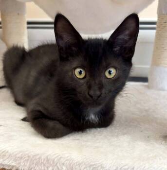 JASPER -  Bombay Cat for Adoption - JASPER | PetCurious