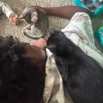 Domestic Short Hair Cats Available for Adoption in Austin, Texas - Circus Peanuts | PetCurious