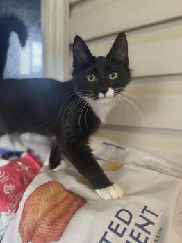 Rescue Domestic Short Hair Cats for Adoption in Oxford, Pennsylvania - Mikey | PetCurious