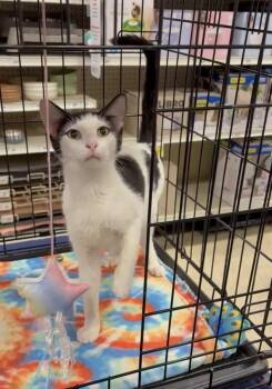 Hunter - North Conroe Petsmart -  Domestic Short Hair Cat for Adoption in Spring, Texas - Hunter - North Conroe Petsmart | PetCurious
