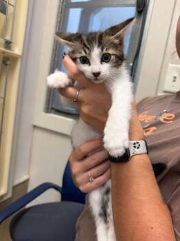 Quincy -  Domestic Short Hair Cat for Adoption in King William, Virginia - Quincy | PetCurious