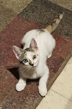 Rescue Domestic Short Hair Cats for Adoption in The Woodlands, Texas - Sable | PetCurious