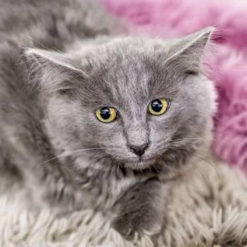 Eureka -  Domestic Long Hair and Domestic Short Hair Cat for Adoption in Camano, Washington - Eureka | PetCurious