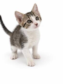 Freddy -  Domestic Short Hair Cat for Adoption in Bowling Green, Kentucky - Freddy | PetCurious