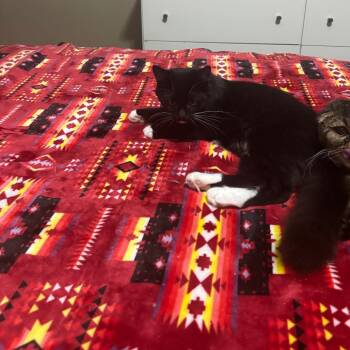 Tot -  Domestic Medium Hair Cat for Adoption in Hinesville, Georgia - Tot | PetCurious