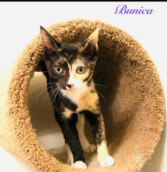 Rescue American Shorthair Cats for Adoption in Austin, Texas - Bunica | PetCurious