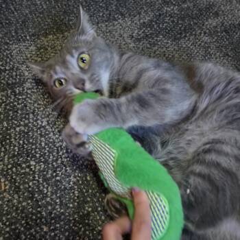 Biscuit -  Domestic Short Hair Cat for Adoption in Liverpool, Texas - Biscuit | PetCurious