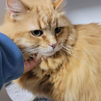 Domestic Long Hair Cats Available for Adoption in Wilmington, Delaware - Martina | PetCurious