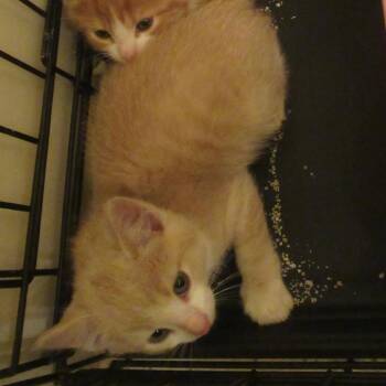 Domestic Short Hair Cats Available for Adoption in Rochester, Minnesota - JoJo | PetCurious