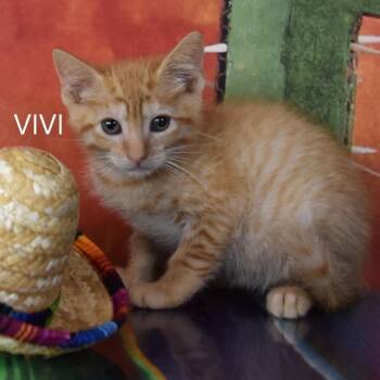Vivi -  Domestic Short Hair Cat for Adoption in Kanab, Utah - Vivi | PetCurious