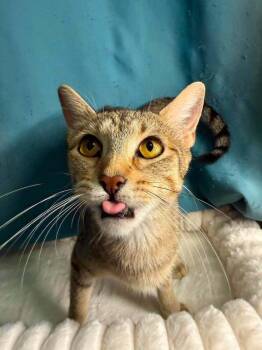 Rivendell -  Domestic Short Hair Cat for Adoption in Chicago, Illinois - Rivendell | PetCurious