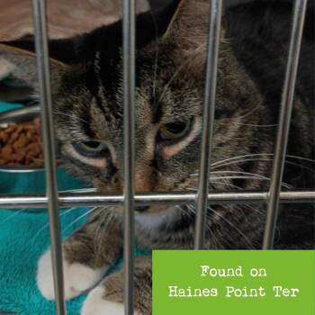 Pointer -  Domestic Short Hair Cat for Adoption in Lynchburg, Virginia - Pointer | PetCurious