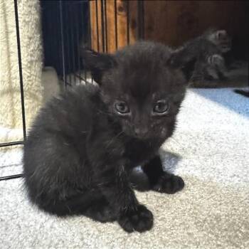 Louie -  Domestic Short Hair Cat for Adoption in Cumming, Georgia - Louie | PetCurious
