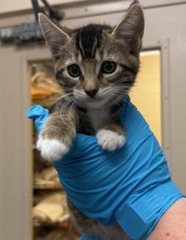 Vegas -  Domestic Short Hair Cat for Adoption in Honolulu, Hawaii - Vegas | PetCurious