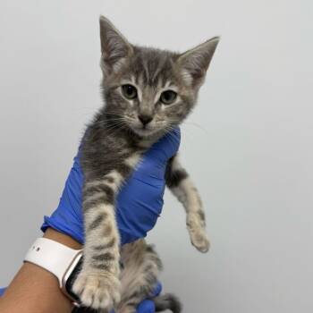 Domestic Short Hair Cats Available for Adoption in Sunnyvale, California - Granite (Pink Collar) | PetCurious