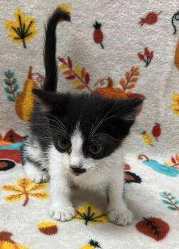 Rescue Domestic Short Hair Cats for Adoption in Lampasas, Texas - Checkers | PetCurious