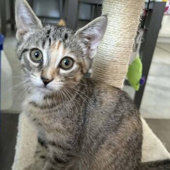 Ruby - Beutiful & Sweet -  Torbie Cat for Adoption in Hamilton, Ontario - Ruby - Beutiful & Sweet | PetCurious