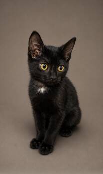 Domestic Short Hair Cats Available for Adoption in Edmond, Oklahoma - Izzy | PetCurious