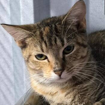 Diamond -  Domestic Short Hair Cat for Adoption in Snow Hill, North Carolina - Diamond | PetCurious