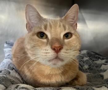 Domestic Short Hair Cats Available for Adoption in Fall River, Massachusetts - Queso | PetCurious