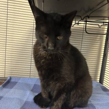 Domestic Short Hair Cats Available for Adoption in Hannibal, Missouri - Mr Wilson | PetCurious