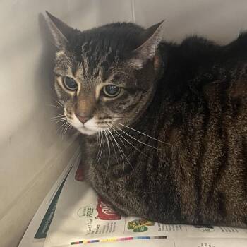 Domestic Short Hair Cats Available for Adoption in Montgomery, Alabama - Binx | PetCurious