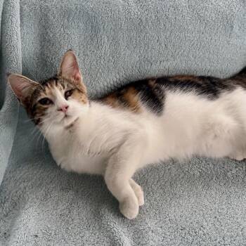 Brandie -  Domestic Short Hair Cat for Adoption in Ashland, Virginia - Brandie | PetCurious