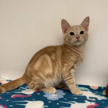 Riot -  Domestic Short Hair Cat for Adoption in Beaumont, Texas - Riot | PetCurious