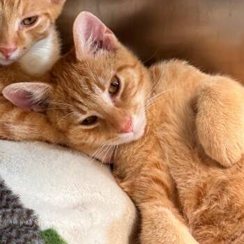 Nacho -  Domestic Short Hair Cat for Adoption in Lynchburg, Virginia - Nacho | PetCurious
