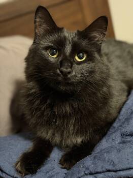 Marlene -  Domestic Medium Hair Cat for Adoption - Marlene | PetCurious