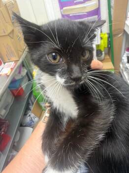 Pho -  Domestic Short Hair Cat for Adoption in Pomona, New York - Pho | PetCurious