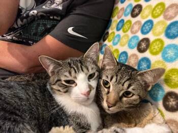 Domestic Short Hair Cats Available for Adoption - Leahy | PetCurious