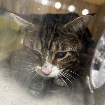 Gold -  Domestic Short Hair Cat for Adoption in Philadelphia, Pennsylvania - Gold | PetCurious