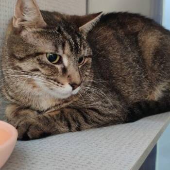 Domestic Short Hair Cats Available for Adoption in Richmond, Virginia - Pop Star | PetCurious