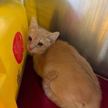 Roman -  Domestic Short Hair Cat for Adoption in Manhattan, Kansas - Roman | PetCurious