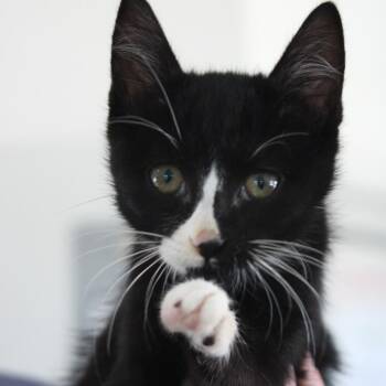 Gill -  Domestic Short Hair Cat for Adoption in Chapel Hill, North Carolina - Gill | PetCurious