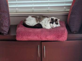 Domestic Long Hair Cats Available for Adoption in Fruit Heights, Utah - Leo | PetCurious