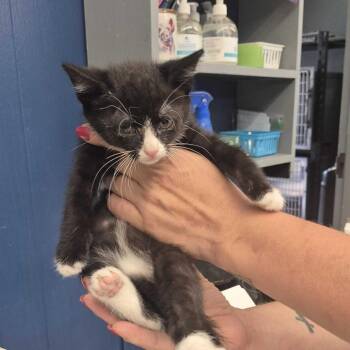 Taz -  Domestic Short Hair Cat for Adoption in Summerlee, West Virginia - Taz | PetCurious
