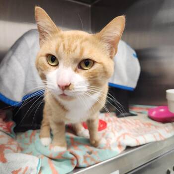 Orange -  Domestic Short Hair Cat for Adoption in Fort Wayne, Indiana - Orange | PetCurious