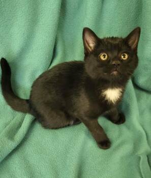 Rescue Domestic Short Hair Cats for Adoption - Tome | PetCurious