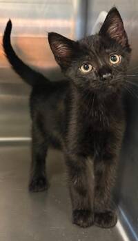 Zemo -  Domestic Short Hair Cat for Adoption in Columbia, Tennessee - Zemo | PetCurious
