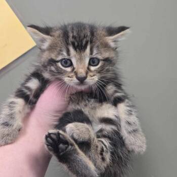 Domestic Short Hair Cats Available for Adoption in West Olive, Michigan - Scottie | PetCurious