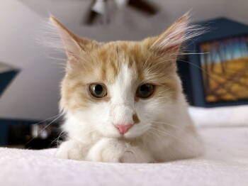 Rescue Domestic Long Hair Cats for Adoption in Naugatuck, Connecticut - Saffron | PetCurious