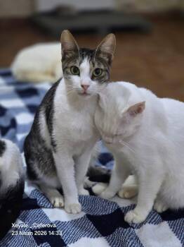 SIMBA -  Domestic Short Hair Cat for Adoption in New York, New York - SIMBA | PetCurious