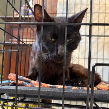 Domestic Short Hair Cats Available for Adoption in Huntington, West Virginia - Franchi | PetCurious