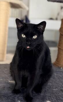 DUCHESS -  Bombay and Domestic Short Hair Cat for Adoption in Rowland Heights, California - DUCHESS | PetCurious