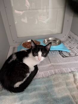 Rescue Domestic Short Hair Cats for Adoption in Louisburg, North Carolina - Joey | PetCurious